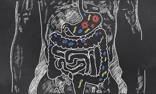 The Fat-Burning Power of Probiotics